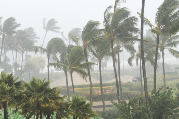 Palm trees blowing in the wind and rain as a hurricane approaches a tropical island